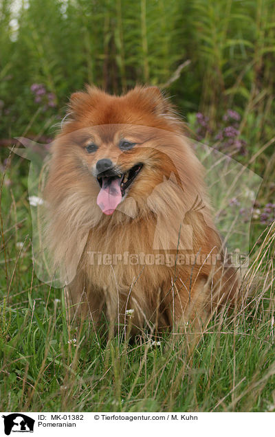 Pomeranian / MK-01382