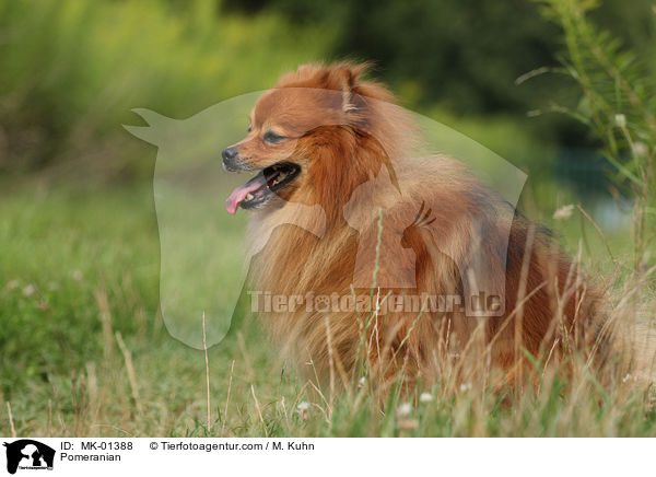 Pomeranian / MK-01388