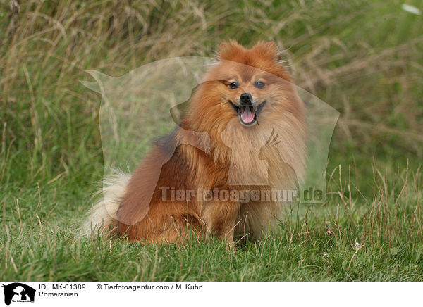 Pomeranian / MK-01389