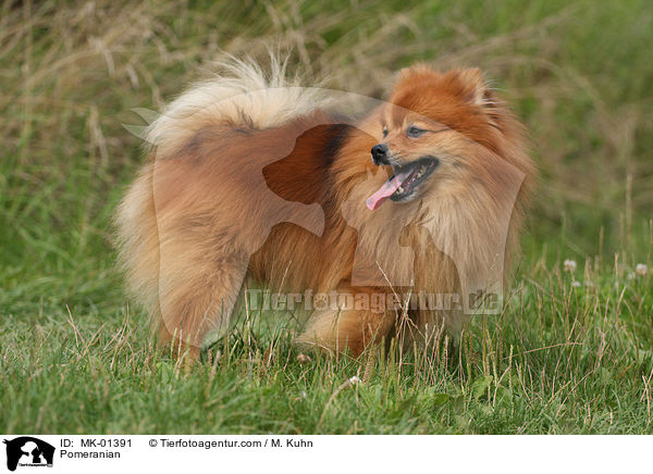 Pomeranian / MK-01391