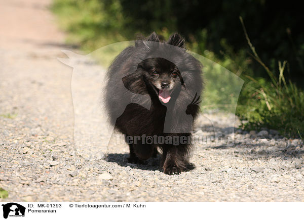 Pomeranian / MK-01393