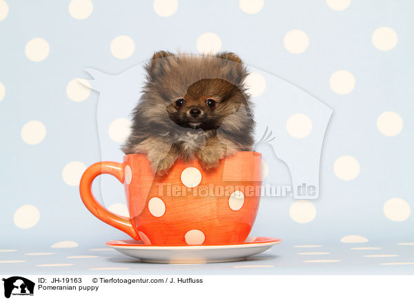 Zwergspitz Welpe / Pomeranian puppy / JH-19163