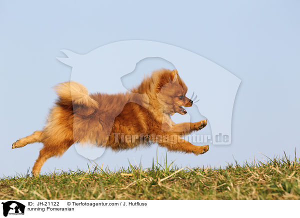 running Pomeranian / JH-21122