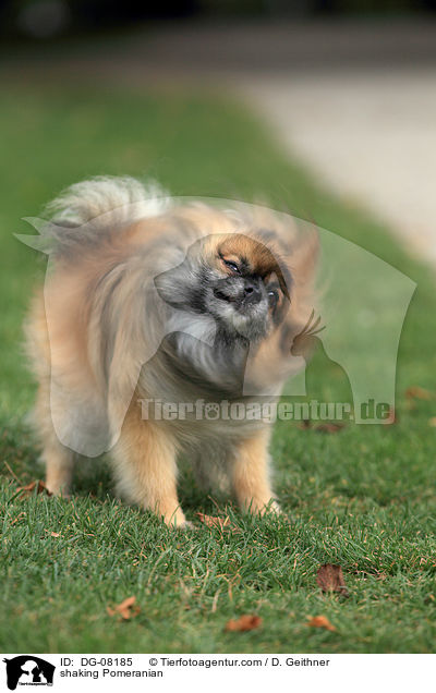 Zwergspitz schttelt sich / shaking Pomeranian / DG-08185