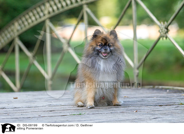 sitzender Zwergspitz / sitting Pomeranian / DG-08199