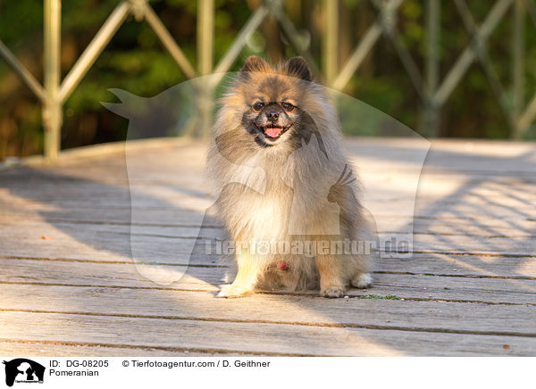 Zwergspitz / Pomeranian / DG-08205