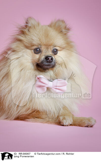 liegender Zwergspitz / lying Pomeranian / RR-98967