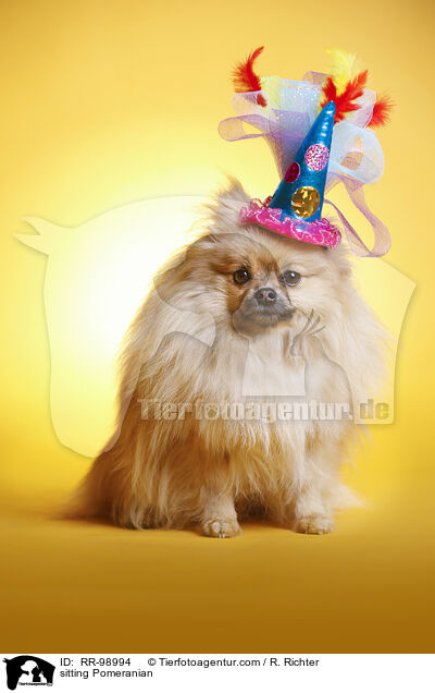 sitzender Zwergspitz / sitting Pomeranian / RR-98994