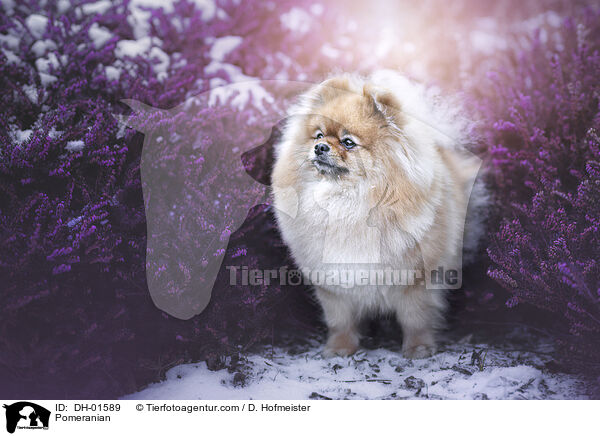 Zwergspitz / Pomeranian / DH-01589