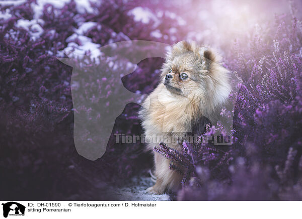 sitzender Zwergspitz / sitting Pomeranian / DH-01590