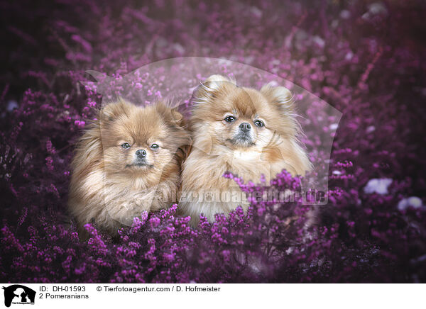 2 Zwergspitze / 2 Pomeranians / DH-01593