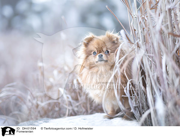 Zwergspitz / Pomeranian / DH-01594