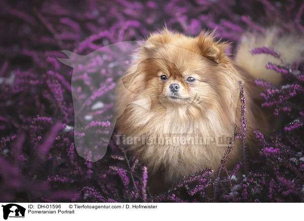 Zwergspitz Portrait / Pomeranian Portrait / DH-01596