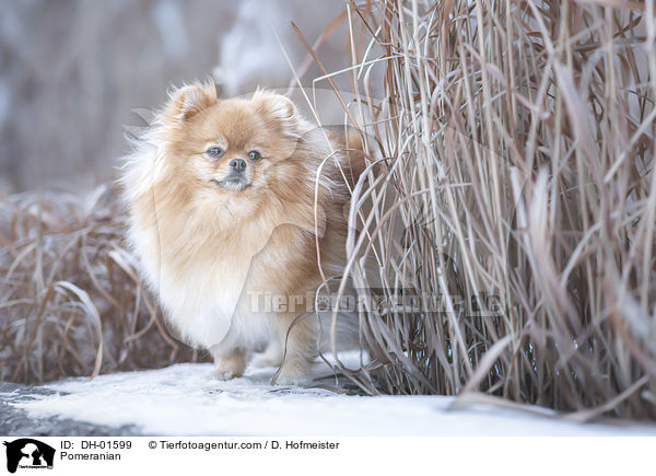 Zwergspitz / Pomeranian / DH-01599