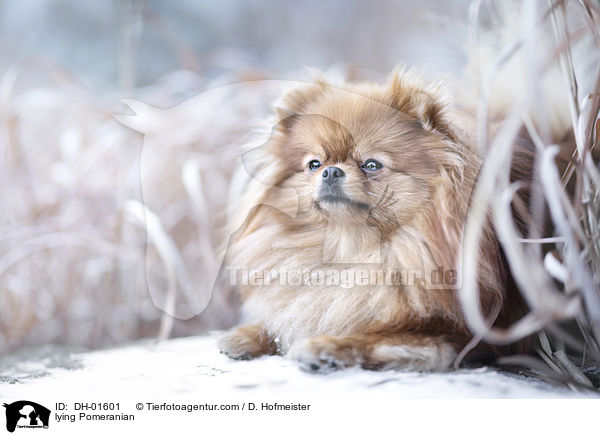 liegender Zwergspitz / lying Pomeranian / DH-01601