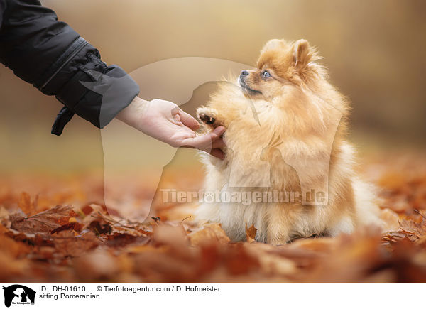 sitzender Zwergspitz / sitting Pomeranian / DH-01610