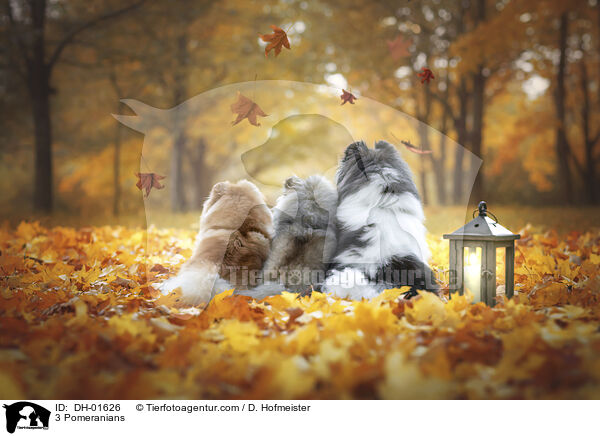 3 Zwergspitze / 3 Pomeranians / DH-01626