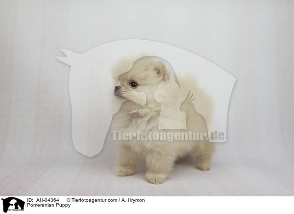 Zwergspitz Welpe / Pomeranian Puppy / AH-04364