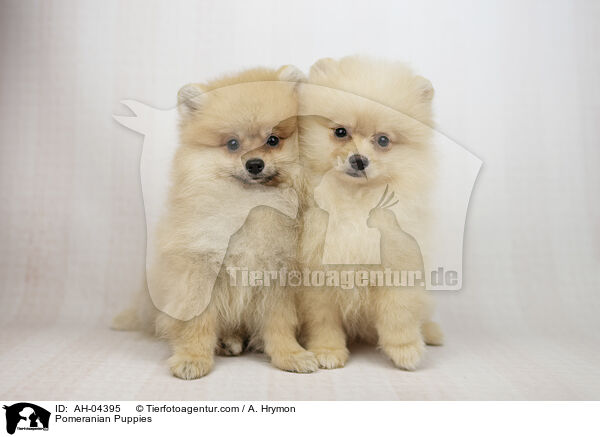 Pomeranian Puppies / AH-04395