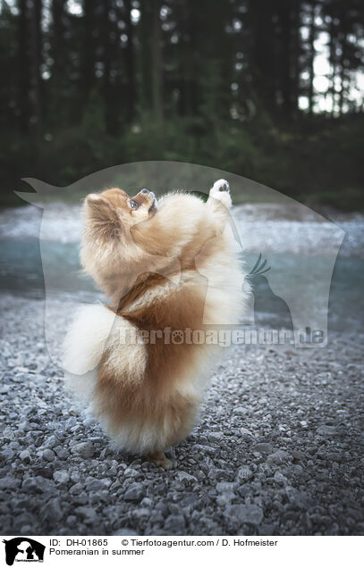 Pomeranian in summer / DH-01865