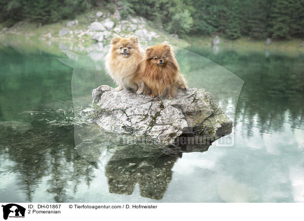 2 Pomeranian / DH-01867