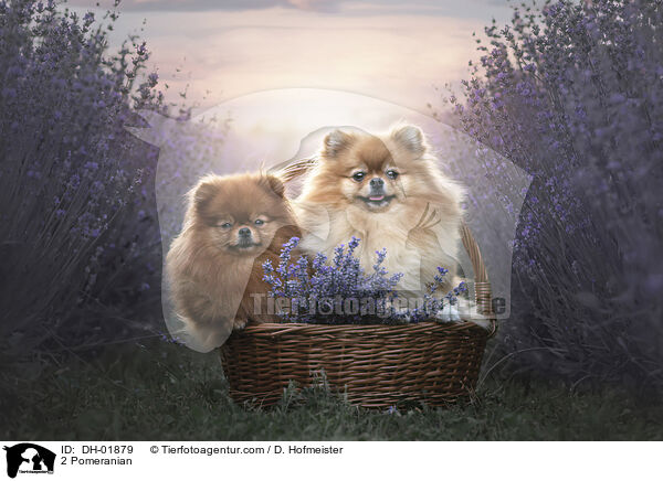 2 Zwergspitze / 2 Pomeranian / DH-01879