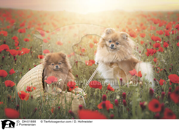 2 Pomeranian / DH-01888