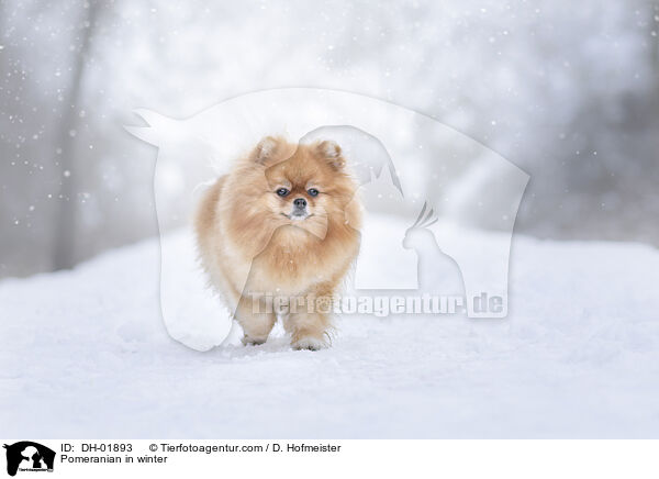 Pomeranian in winter / DH-01893
