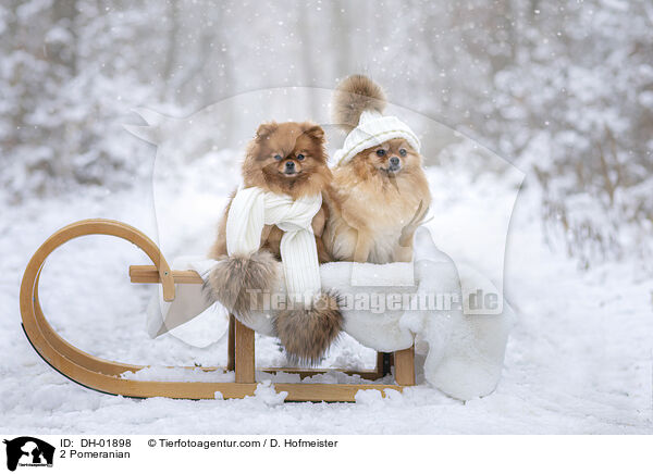 2 Zwergspitze / 2 Pomeranian / DH-01898