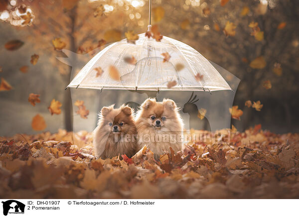 2 Zwergspitze / 2 Pomeranian / DH-01907