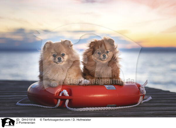 2 Pomeranian / DH-01918