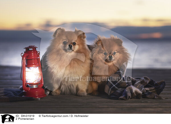 2 Pomeranian / DH-01919