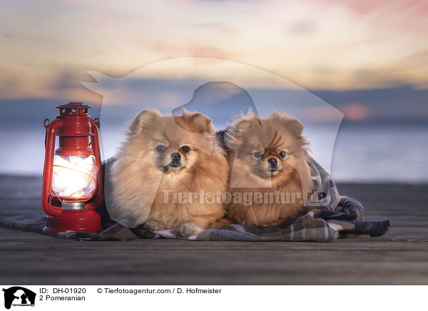 2 Pomeranian / DH-01920