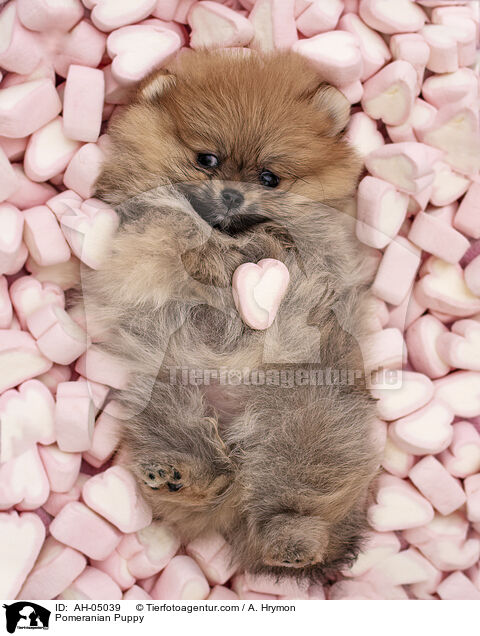 Pomeranian Puppy / AH-05039