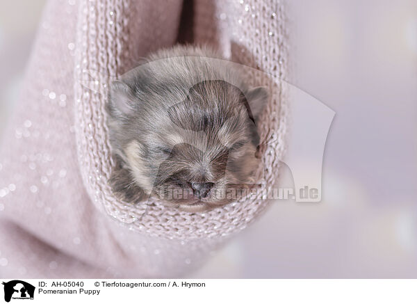 Zwergspitz Welpe / Pomeranian Puppy / AH-05040