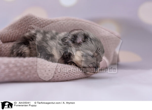 Pomeranian Puppy / AH-05041