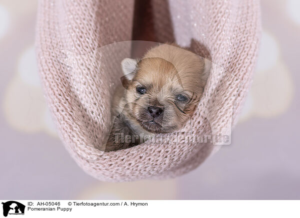Pomeranian Puppy / AH-05046