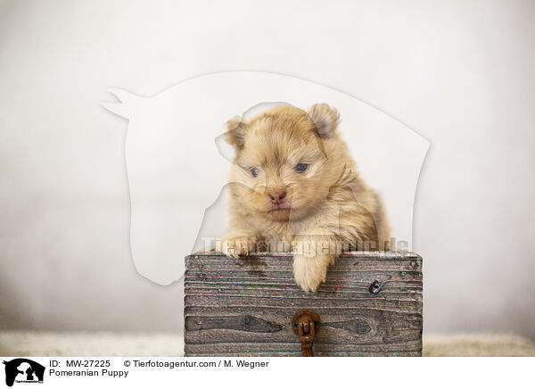 Zwergspitz Welpe / Pomeranian Puppy / MW-27225