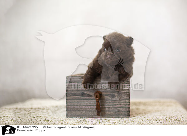 Zwergspitz Welpe / Pomeranian Puppy / MW-27227