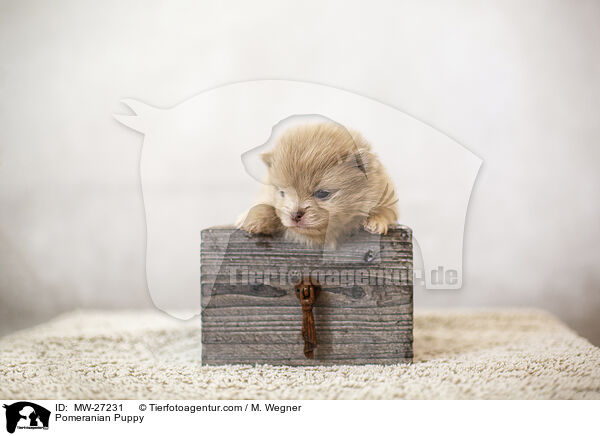 Zwergspitz Welpe / Pomeranian Puppy / MW-27231