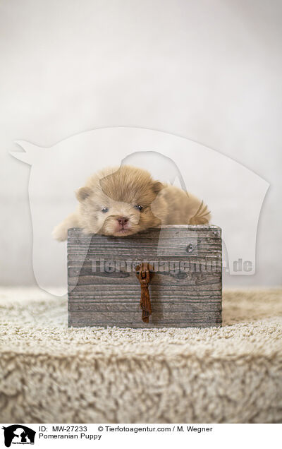 Pomeranian Puppy / MW-27233