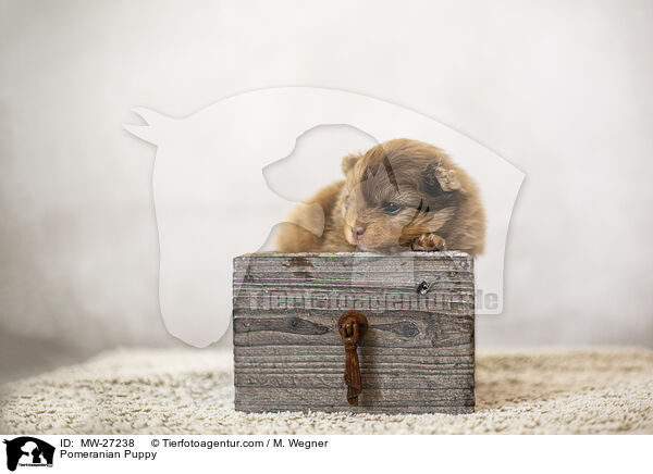 Zwergspitz Welpe / Pomeranian Puppy / MW-27238