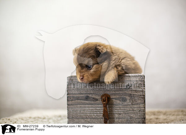 Zwergspitz Welpe / Pomeranian Puppy / MW-27239