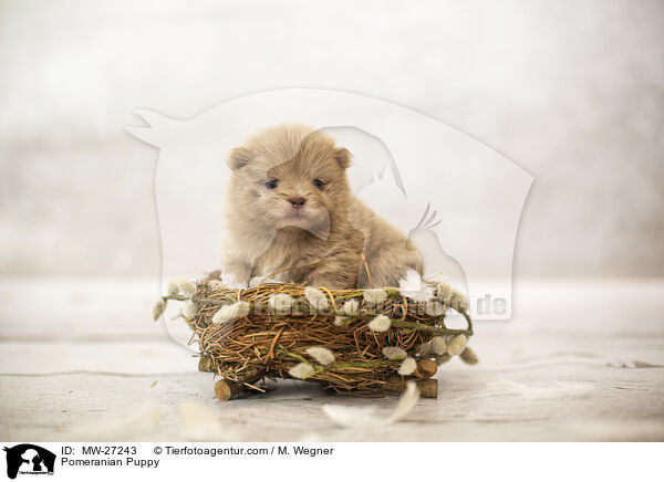 Pomeranian Puppy / MW-27243