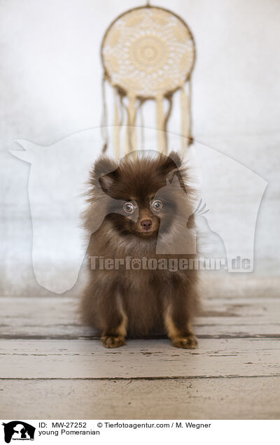 junger Zwergspitz / young Pomeranian / MW-27252