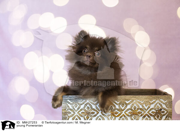 junger Zwergspitz / young Pomeranian / MW-27253