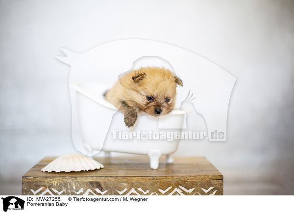 Zwergspitz Baby / Pomeranian Baby / MW-27255