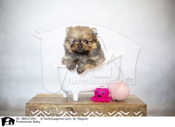 Pomeranian Baby / MW-27260