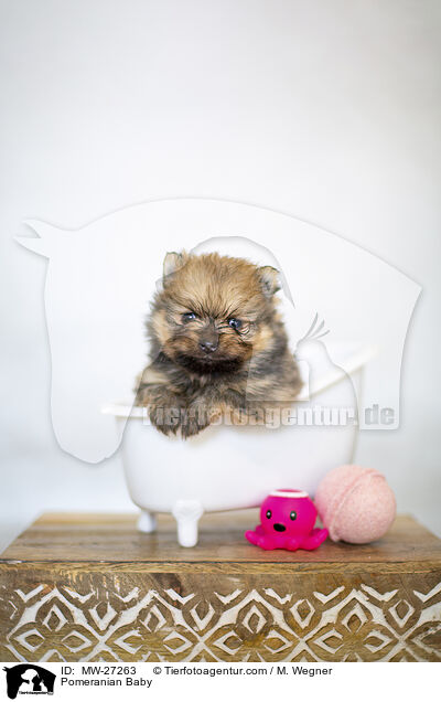 Pomeranian Baby / MW-27263