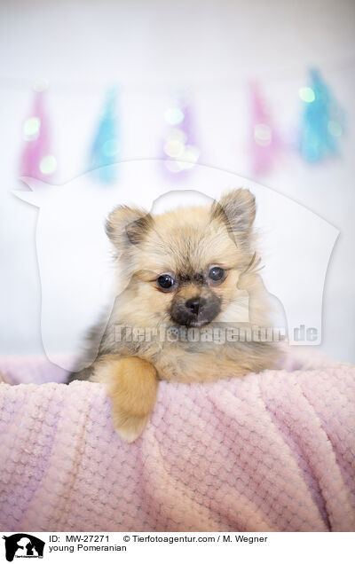 young Pomeranian / MW-27271